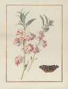 Collection of flower drawings Pl.01