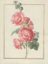 Collection of flower drawings Pl.02