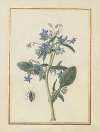 Collection of flower drawings Pl.03