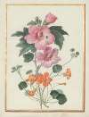 Collection of flower drawings Pl.04