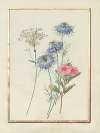 Collection of flower drawings Pl.05