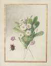 Collection of flower drawings Pl.06