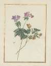 Collection of flower drawings Pl.09