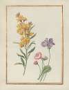 Collection of flower drawings Pl.10