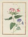 Collection of flower drawings Pl.11