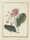 Collection of flower drawings Pl.13