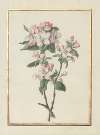 Collection of flower drawings Pl.14