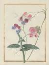 Collection of flower drawings Pl.15