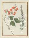 Collection of flower drawings Pl.16