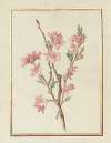 Collection of flower drawings Pl.17