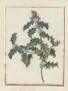 Collection of flower drawings Pl.18
