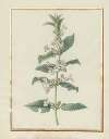 Collection of flower drawings Pl.19