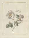 Collection of flower drawings Pl.20