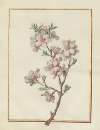 Collection of flower drawings Pl.21