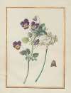 Collection of flower drawings Pl.22