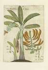 Ficus India & Sinica
