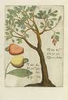 Seu Kagiu, Fructus Indicus