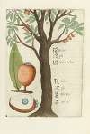 Fructus
