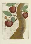Fructus Sinicus