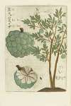 Fructus