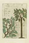 Fructus