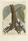Innominatus Fructus