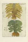 Rhabarbarum