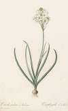 Ornithogalum arabicum
