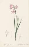 Gladiolus carneus