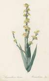 Sisyrinchium striatum