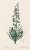 Fritillaria persica