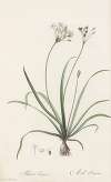 Allium fragrans