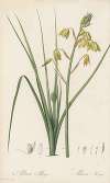Albuca major