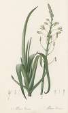 Albuca cornuta