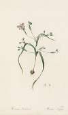 Moraea sordescens