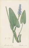 Pontederia cordata