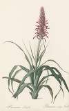 Pitcairnia latifolia