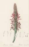 Pitcairnia latifolia