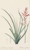Pitcairnia angustifolia