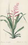 Pitcairnia bromeliaefolia