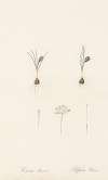 Crocus minimus