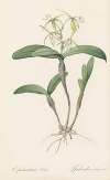 Epidendrum ciliare