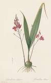 Limodorum purpureum