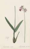 Epidendrum bifidum
