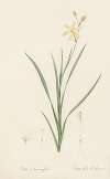 Ixia anemonae flora
