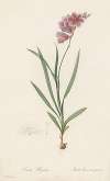 Ixia hyalina