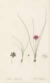 Ixia bulbocodium