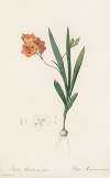 Ixia miniata