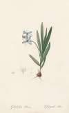 Gladiolus plicatus