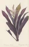 Dracoena terminalis